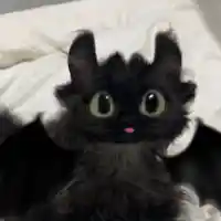 avatar-76561198142865297
