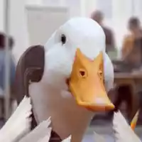 avatar-76561198185279689