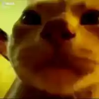 avatar-76561198251686128