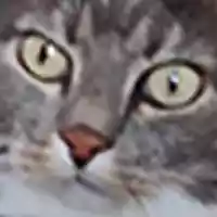 avatar-76561198293231110