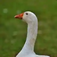 avatar-76561198820637558