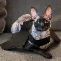 avatar-76561199230910719