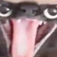 avatar-76561199231697844