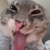 avatar-76561199257159518