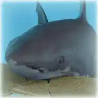 avatar-76561199273487231