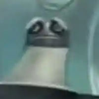 avatar-76561199364260077