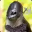 Steam avatar of 76561198074442524