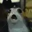 Steam avatar of 76561198199369867