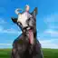 Steam avatar of 76561199474747531